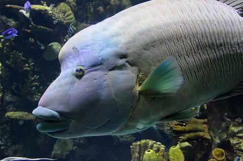 Cheilinus undulatus