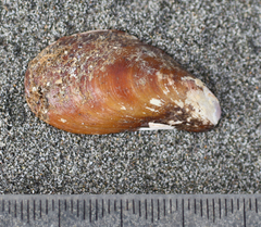 Modiolus areolatus