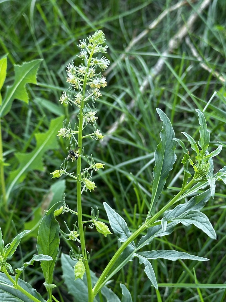 Scentless Mignonette