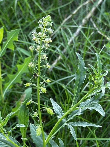 Scentless Mignonette (Reseda inodora)
