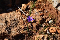Romulea linaresii
