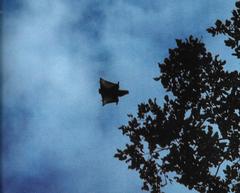 Palawan Flying Squirrel photo 3