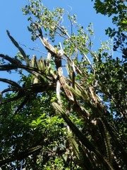 Leptocereus arboreus