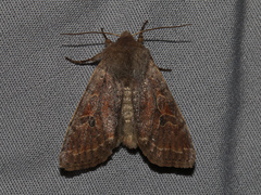 Orthosia revicta