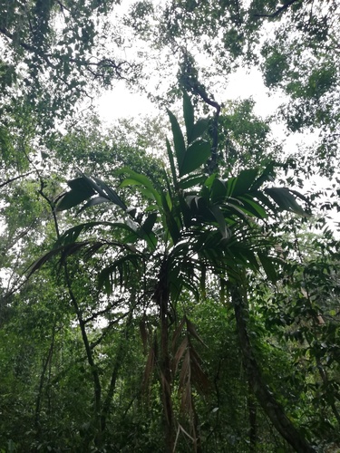 Geonoma interrupta, photograph 6