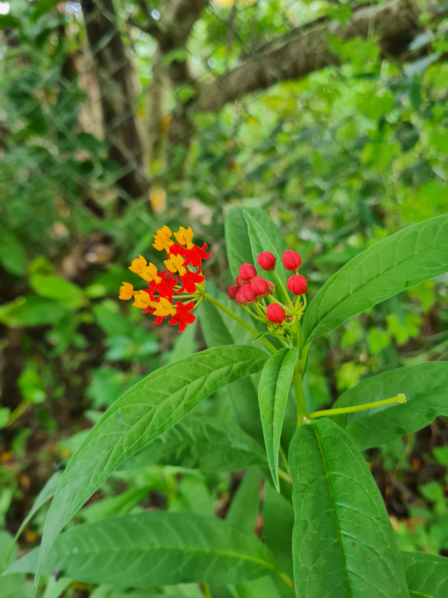 Asclepias curassavica