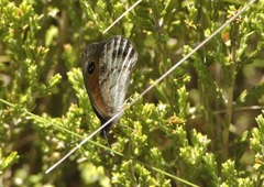Pseudonympha magoides