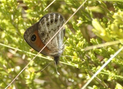 Pseudonympha magoides