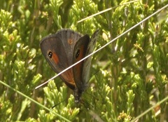 Pseudonympha magoides