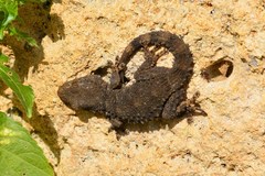 Tarentola mauritanica