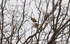 Carduelis carduelis