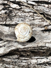Helicina orbiculata