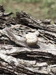 Helicina orbiculata