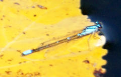 Enallagma geminatum