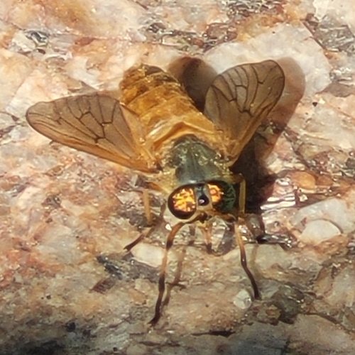 Golden Deer Fly photo 4