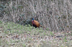 Phasianus colchicus