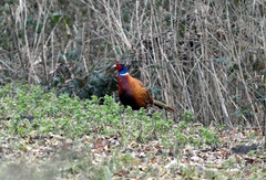 Phasianus colchicus