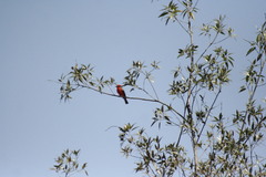 Pyrocephalus rubinus