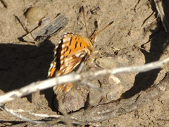 Chrysoritis pelion