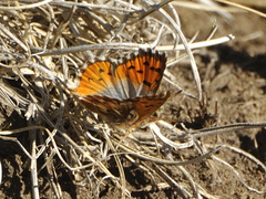 Chrysoritis pelion