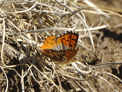 Chrysoritis pelion