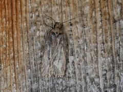 Agonopterix canadensis