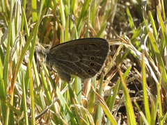 Pseudonympha paludis