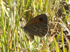 Pseudonympha paludis