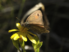 Pseudonympha paludis