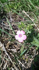 Linum pubescens