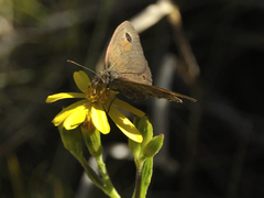 Pseudonympha paludis