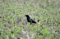 Corvus corone