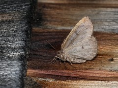 Spodolepis substriataria