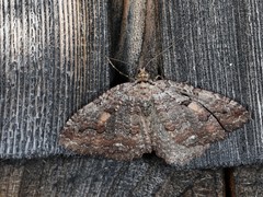 Triphosa haesitata haesitata