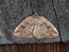 Spodolepis substriataria