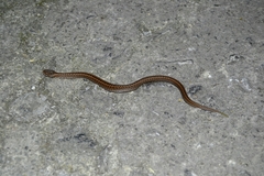 Vipera seoanei