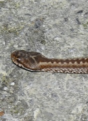 Vipera seoanei