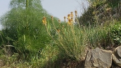 Asphodeline lutea