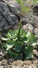 Umbilicus intermedius