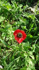 Ranunculus asiaticus