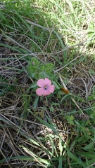 Linum pubescens