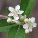 Red Chokeberry - Photo (c) Laura Clark, some rights reserved (CC BY), uploaded by Laura Clark