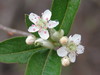 Red Chokeberry - Photo (c) Laura Clark, some rights reserved (CC BY), uploaded by Laura Clark