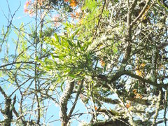 Phoradendron brachystachyum