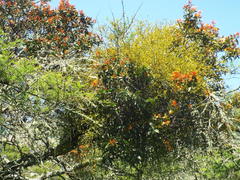 Phoradendron brachystachyum