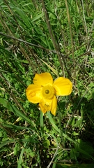 Ranunculus asiaticus