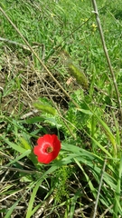 Adonis annua