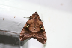 Maassenia heydeni