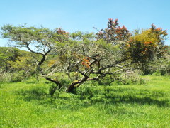 Phoradendron brachystachyum
