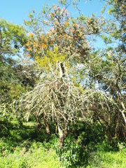 Phoradendron brachystachyum